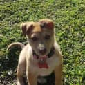 Photo of Nala