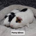 Photo of Penny & Drew