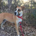Photo of Lady