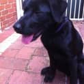 Photo of Alfie 2