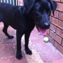 Photo of Alfie 2