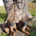 Photo of Angel Staffy X Cattle Puppy (On Trial 23/07/16