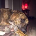 Photo of Koda