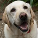 Photo of Honey