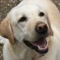 Photo of Honey