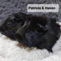 Photo of Patricia & Haven
