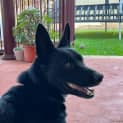 Photo of Benny 5 Year Old Kelpie (Trial 26/8/23)