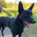 Photo of Benny 5 Year Old Kelpie (Trial 26/8/23)