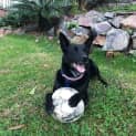 Photo of Benny 5 Year Old Kelpie (Trial 26/8/23)
