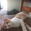 Photo of Mojo 