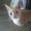 Photo of Nacho