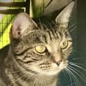 Photo of Cleo