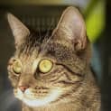 Photo of Cleo