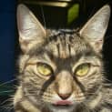 Photo of Cleo