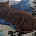 Photo of Ninji