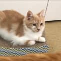 Photo of Nellie