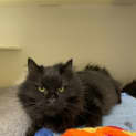 Photo of ๐ Puss F02505 ๐