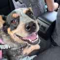 Photo of Ruby
