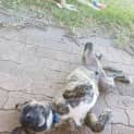 Photo of Brax ~ Male Mastiff X Puppy (On Trial 13/3/17)