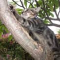 Photo of Agnetha (C1603)*Adopted*