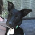 Photo of Penny
