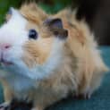 Photo of Merlin