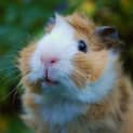Photo of Merlin