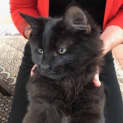 Photo of Ferdie (Located In Ivanhoe)
