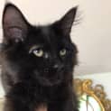 Photo of Ferdie (Located In Ivanhoe)