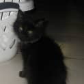 Photo of Mickey *On Trial*