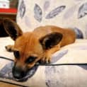 Photo of Oliver (D1878)*Adopted*