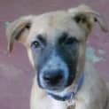 Photo of Preston(d1871)*Adopted*