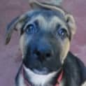 Photo of Drover(d1870)*Adopted*