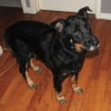 Photo of Urgent Foster Care For Obedient, Placid George