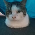 Photo of James ❤$50 Adoption Fee❤