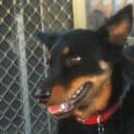 Photo of Brutus**Adoption Pending**