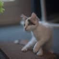 Photo of Jorgia 🌹 Just Gorgeous Kitten