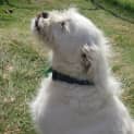 Photo of Charlie