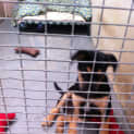 Photo of Sarge * Adoption Pending*
