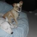 Photo of Tiny Teddy