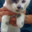 Photo of Maple