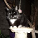 Photo of Charlie