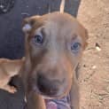 Photo of Dora