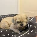 Photo of Rosco