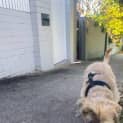 Photo of Rosco