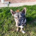 Photo of Roo