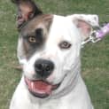 Photo of Patches  Adoption Pending