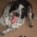 Photo of Russel And Sullivan Need A Home Together