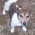 Photo of Caddie