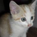 Photo of Benjamin (C1625)*Adopted*